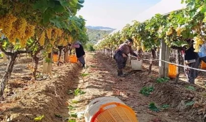 Manisa'nın bağlarında hasat devam ediyor