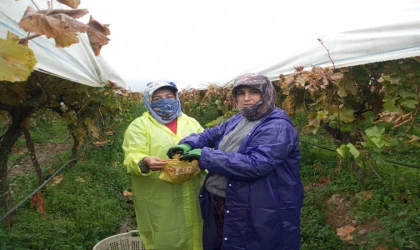 Üzümde hasat yağmur ve soğuğa rağmen devam ediyor